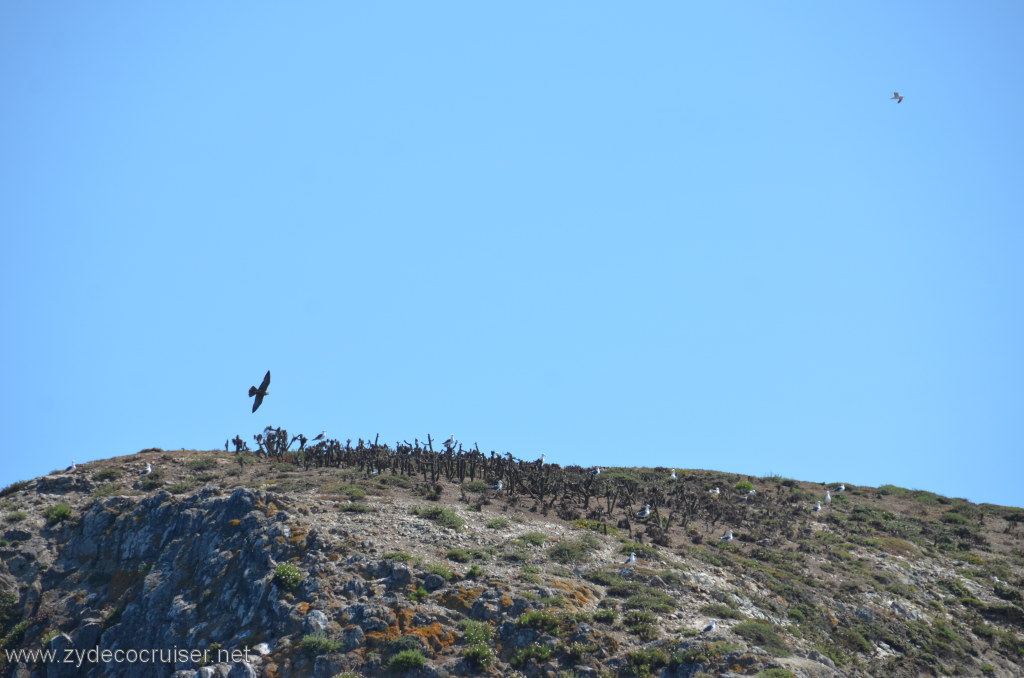 101: Island Packers, Island Wildlife Cruise, Anacapa Island, 