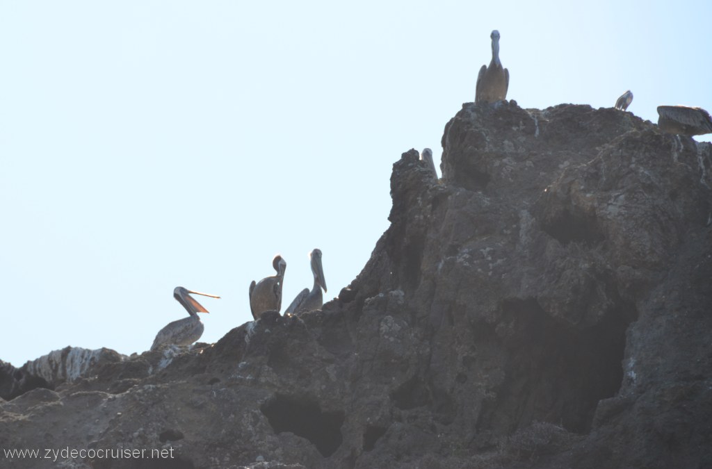 118: Island Packers, Island Wildlife Cruise, Anacapa Island, Pelicans