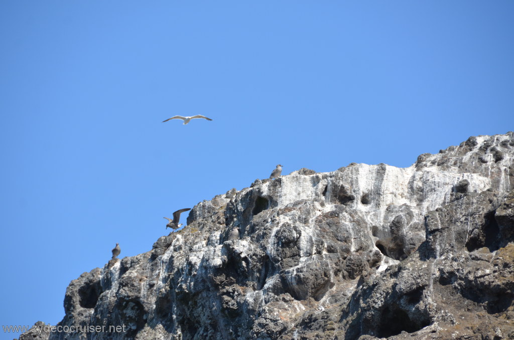 123: Island Packers, Island Wildlife Cruise, Anacapa Island, 