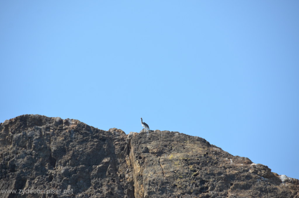 158: Island Packers, Island Wildlife Cruise, Anacapa Island, 