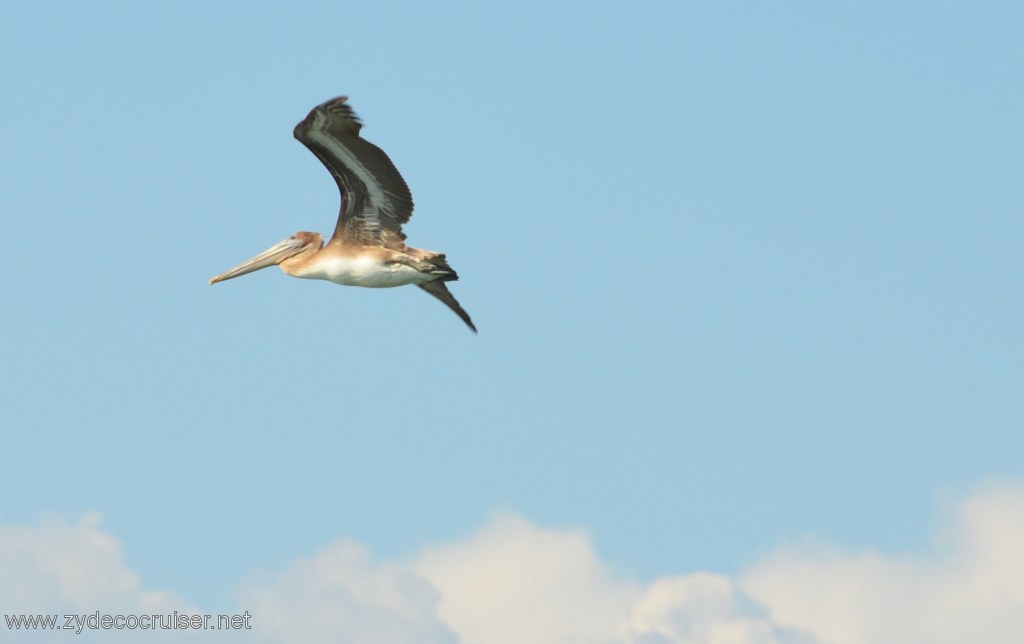 185: Island Packers, Island Wildlife Cruise, Ventura, Pelican