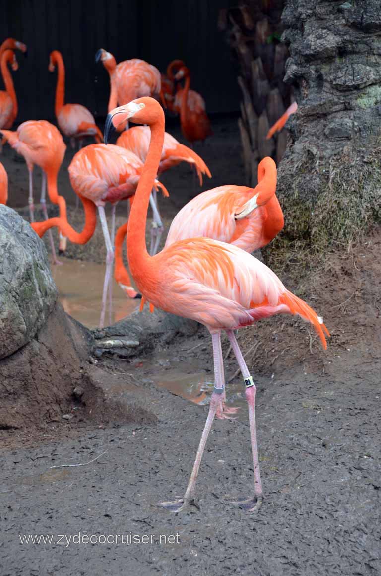 239: Christmas, 2010, New Orleans, LA, Audubon Zoo, Flamingos