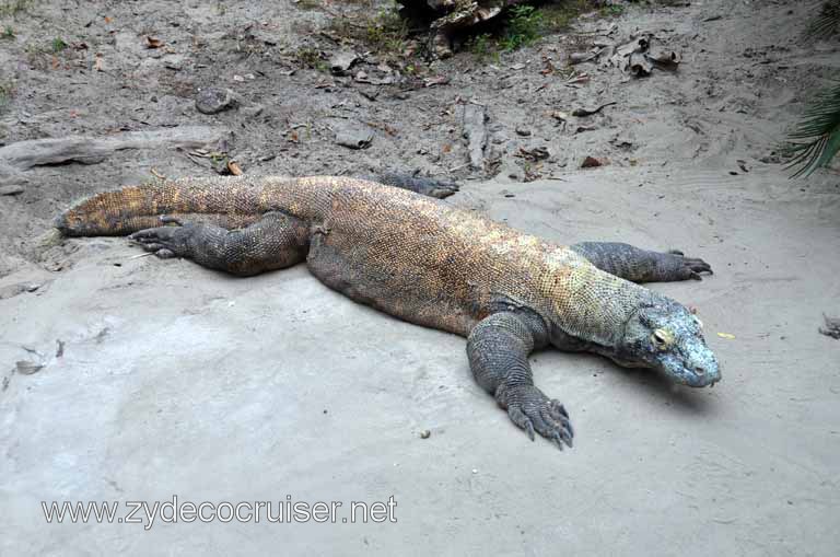 254: Christmas, 2010, New Orleans, LA, Audubon Zoo, Komodo Dragon, 