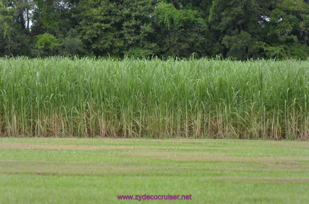 001: Oak Alley Plantation, Sugar Cane, 