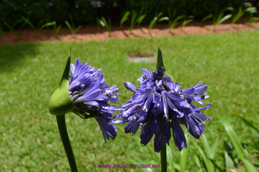 178: Oak Alley Plantation, 