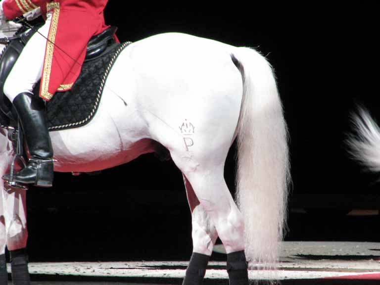 022: Lipizzaner Stallions, Mar 15, 2009