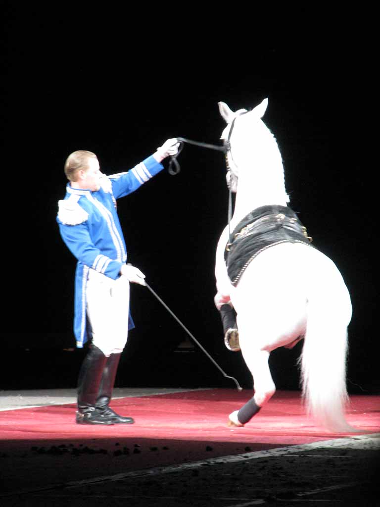 041: Lipizzaner Stallions, Mar 15, 2009