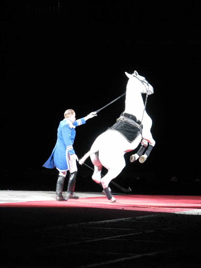 047: Lipizzaner Stallions, Mar 15, 2009