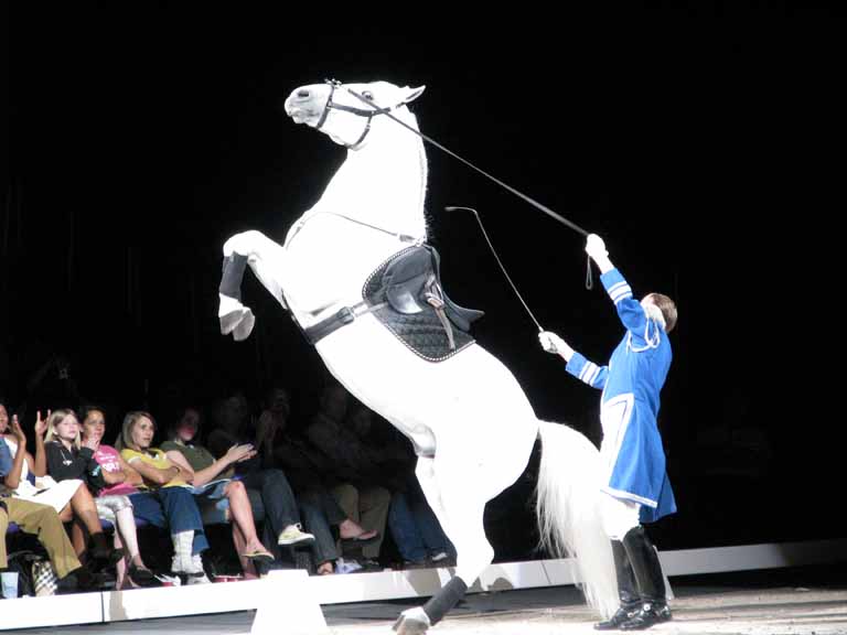 055: Lipizzaner Stallions, Mar 15, 2009