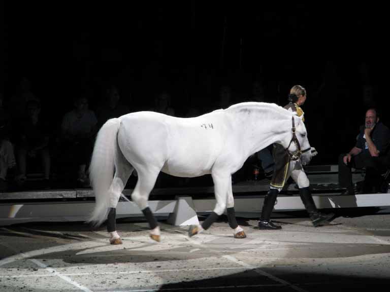 106: Lipizzaner Stallions, Mar 15, 2009