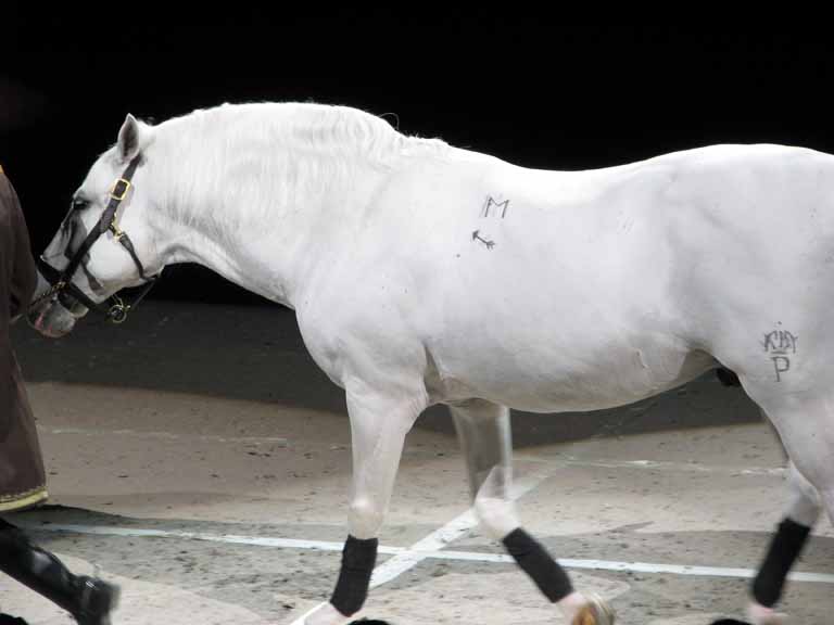 108: Lipizzaner Stallions, Mar 15, 2009