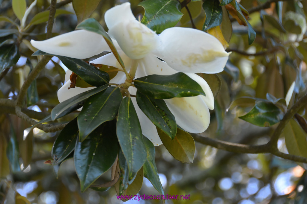 040: Magnolia Mound Plantation, Baton Rouge, LA