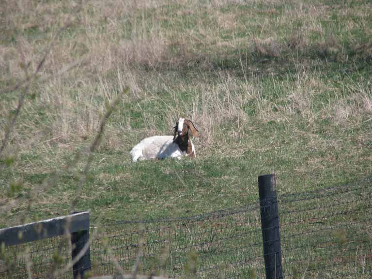 70: Besides cats, dogs, and a Clydesdale, Elizabeth also has a goat!