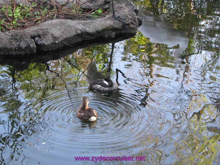 009: Audubon Zoo, New Orleans, Louisiana, 