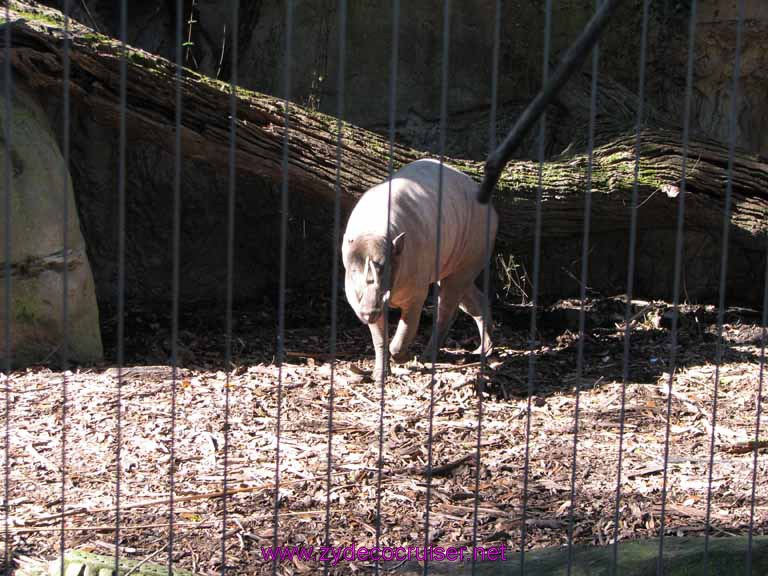 013: Audubon Zoo, New Orleans, Louisiana, 