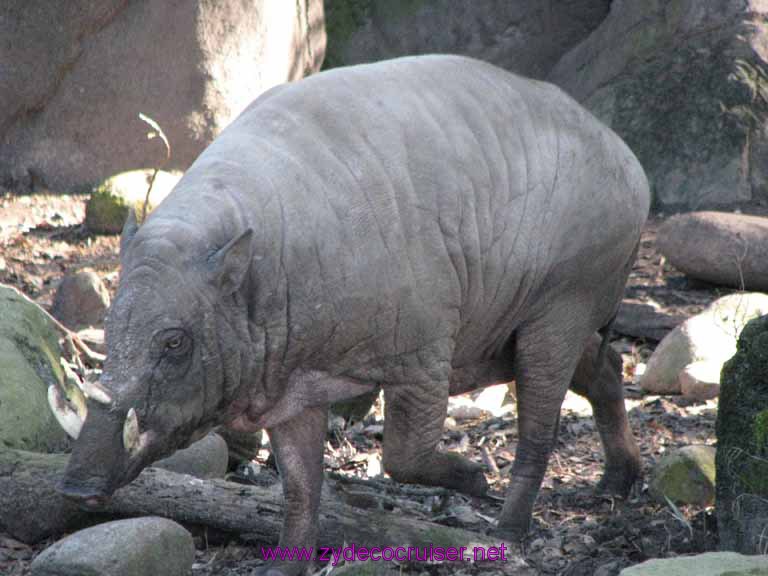 017: Audubon Zoo, New Orleans, Louisiana, 