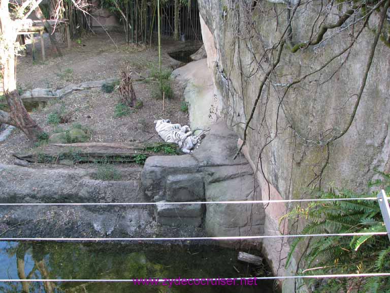 020: Audubon Zoo, New Orleans, Louisiana, Tiger