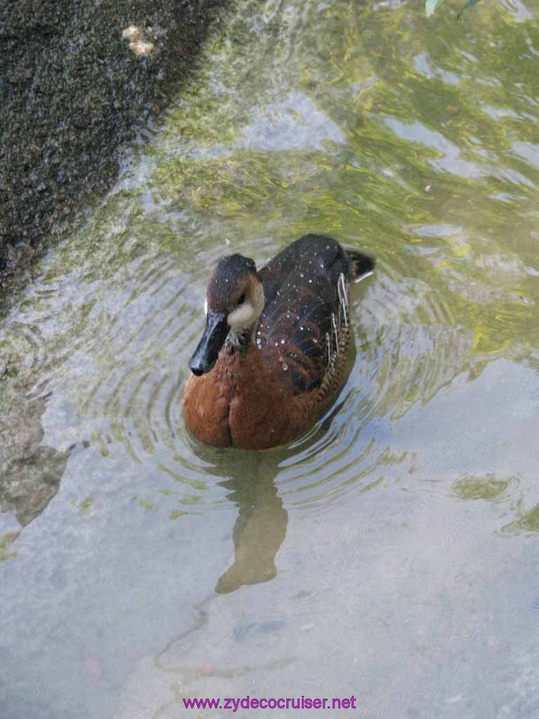 042: Audubon Zoo, New Orleans, Louisiana, 