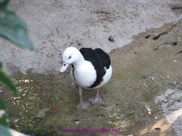 043: Audubon Zoo, New Orleans, Louisiana, 