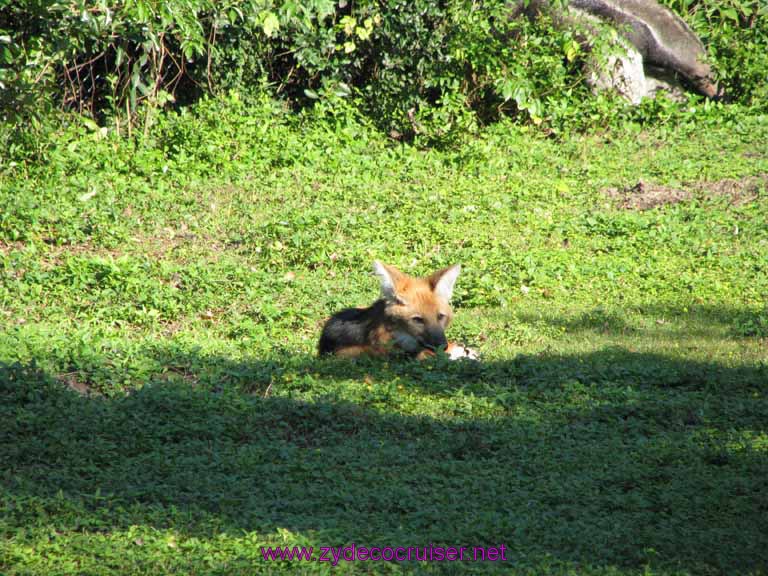 046: Audubon Zoo, New Orleans, Louisiana, 