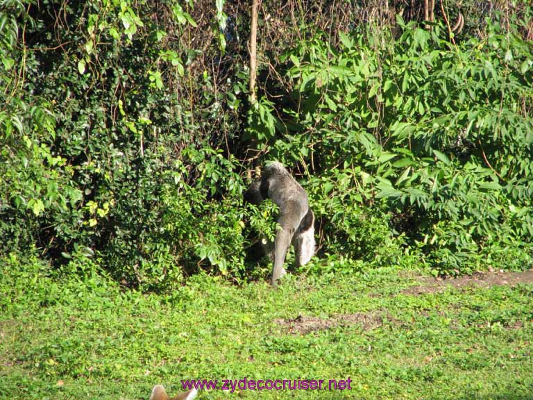 047: Audubon Zoo, New Orleans, Louisiana, Anteater