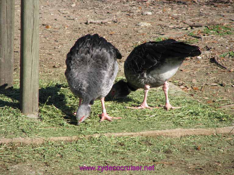 054: Audubon Zoo, New Orleans, Louisiana, 