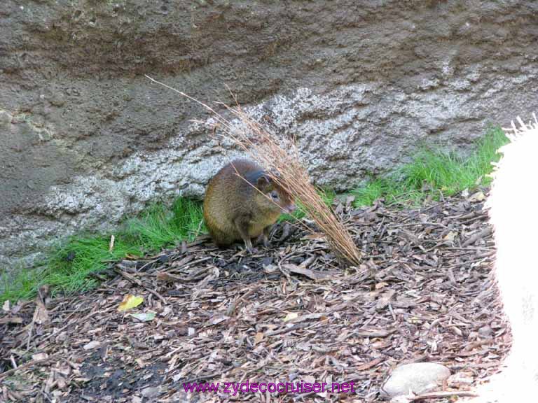 063: Audubon Zoo, New Orleans, Louisiana, 