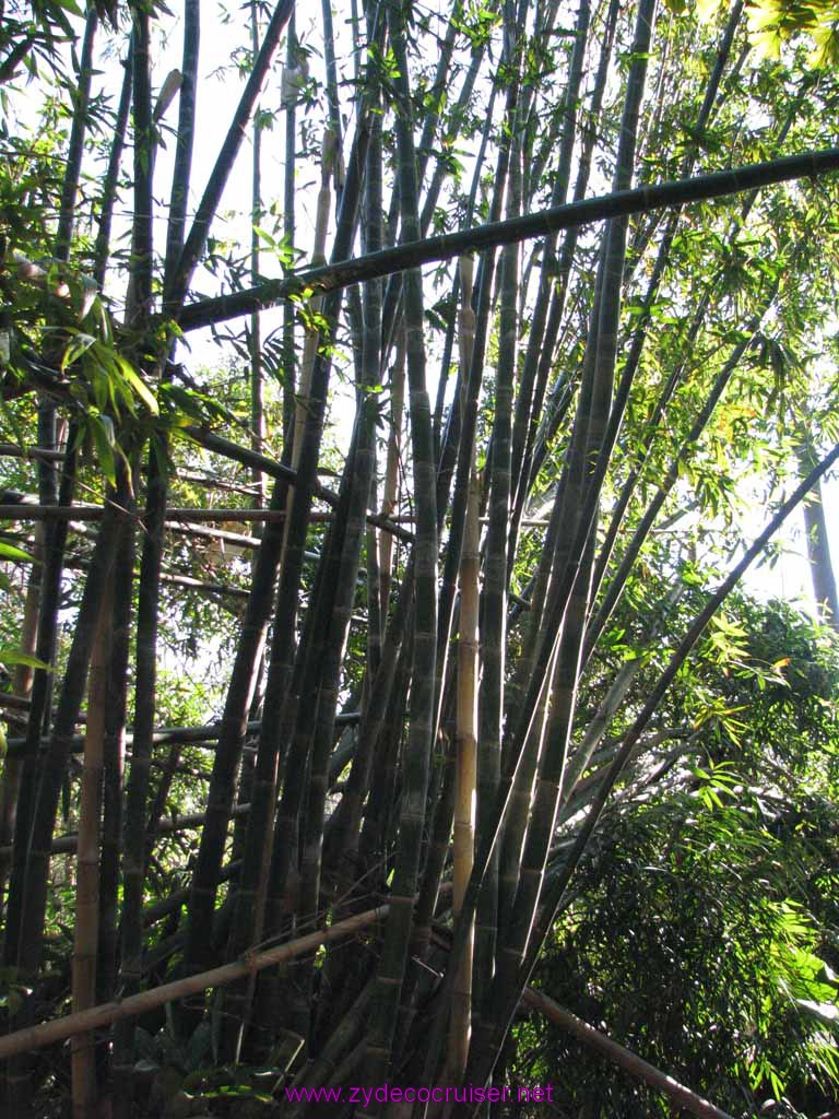 066: Audubon Zoo, New Orleans, Louisiana, Bamboo 