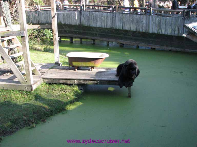 079: Audubon Zoo, New Orleans, Louisiana, Black Bear