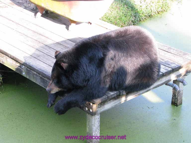 081: Audubon Zoo, New Orleans, Louisiana, Black Bear