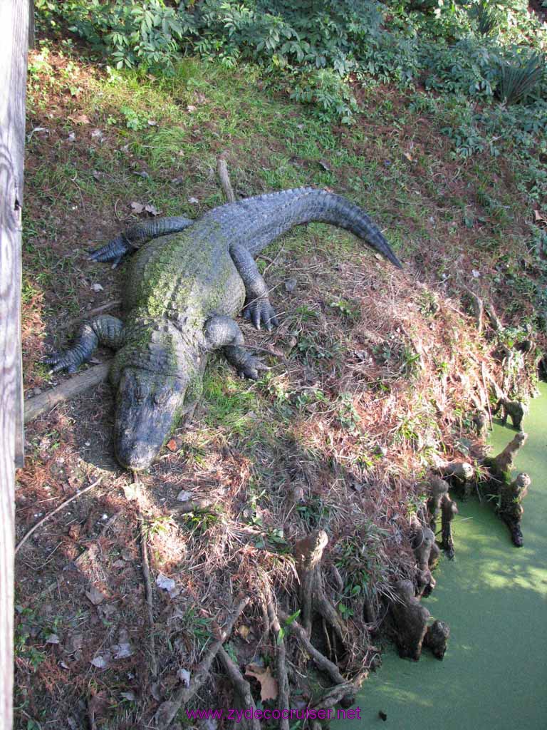 090: Audubon Zoo, New Orleans, Louisiana, Alligator