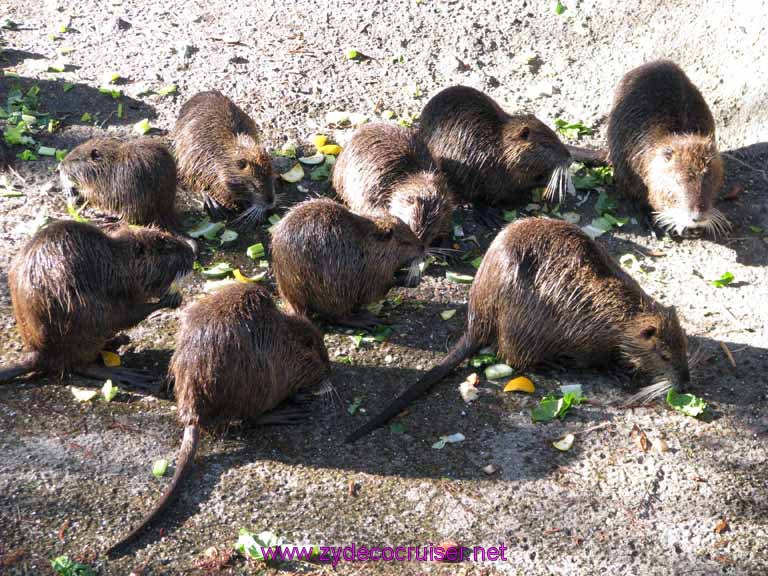 094: Audubon Zoo, New Orleans, Louisiana, Nutria