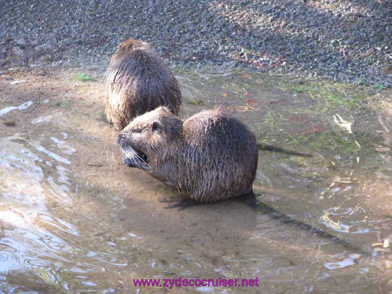 095: Audubon Zoo, New Orleans, Louisiana, Nutria