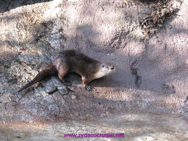 098: Audubon Zoo, New Orleans, Louisiana, Otter