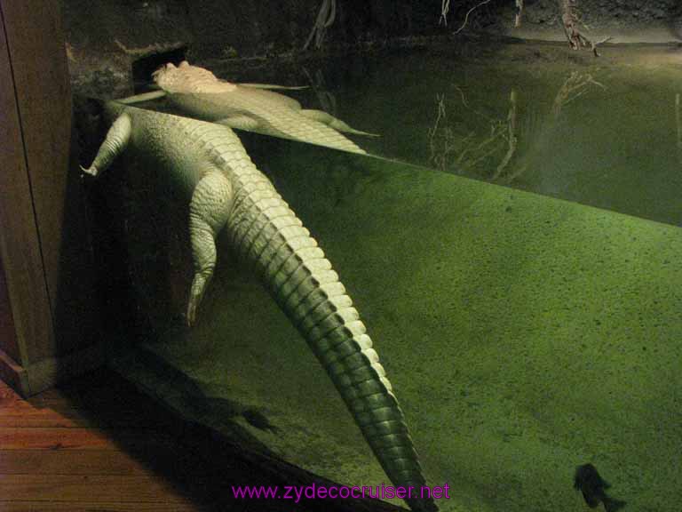 105: Audubon Zoo, New Orleans, Louisiana, White Alligator