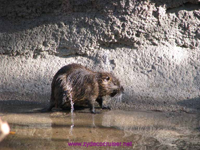 109: Audubon Zoo, New Orleans, Louisiana, 