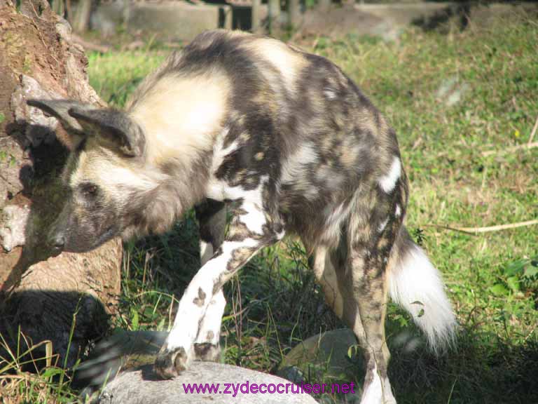 121: Audubon Zoo, New Orleans, Louisiana, Hyena 