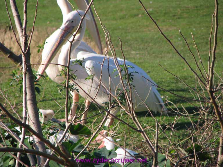 124: Audubon Zoo, New Orleans, Louisiana, 