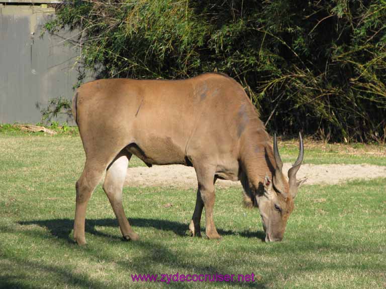 126: Audubon Zoo, New Orleans, Louisiana, 