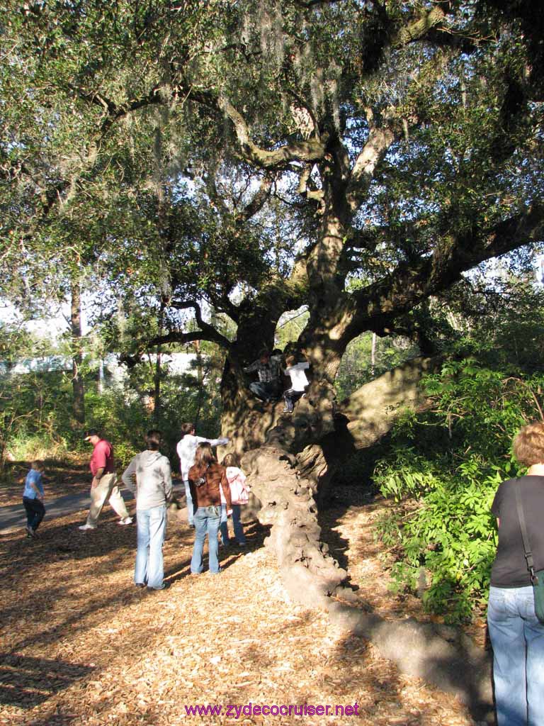 127: Audubon Zoo, New Orleans, Louisiana, 