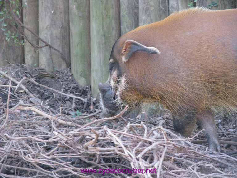 130: Audubon Zoo, New Orleans, Louisiana, 