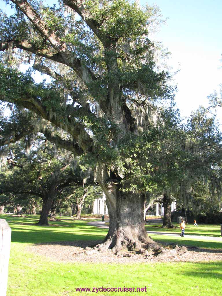 134: Audubon Zoo, New Orleans, Louisiana, Live Oak