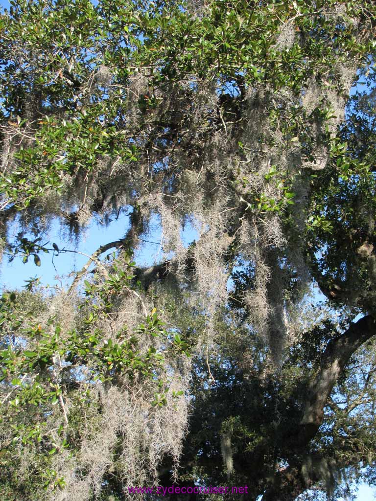 135: Audubon Zoo, New Orleans, Louisiana, Spanish Moss