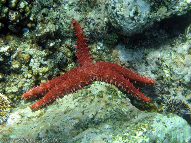 Jungle Cruise, Cabo San Lucas, Snorkeling, Santa Maria Cove, Starfish