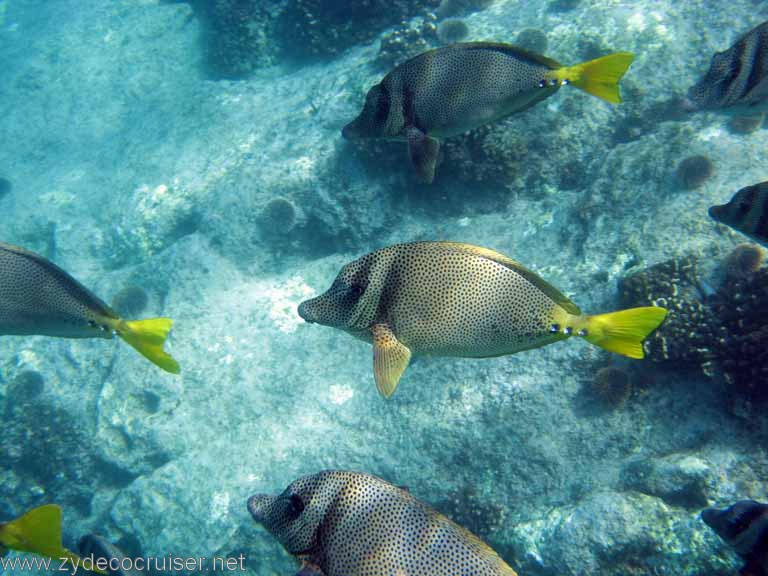 Jungle Cruise, Cabo San Lucas, Snorkeling, Santa Maria Cove