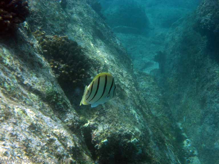 Jungle Cruise, Cabo San Lucas, Snorkeling