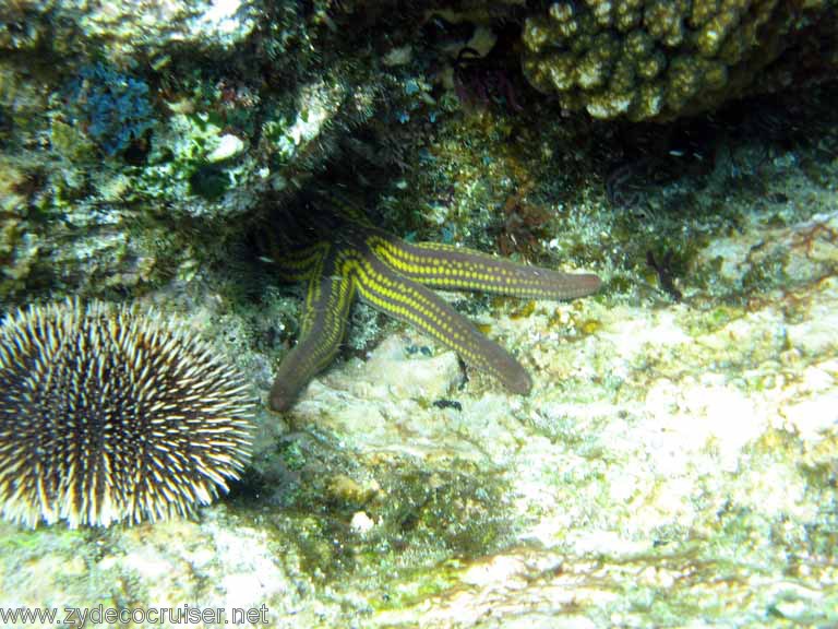 Jungle Cruise, Santa Maria Cove, Cabo San Lucas, Snorkeling