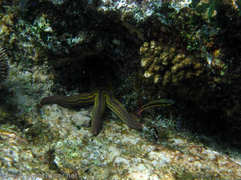 Jungle Cruise, Cabo San Lucas, Snorkeling