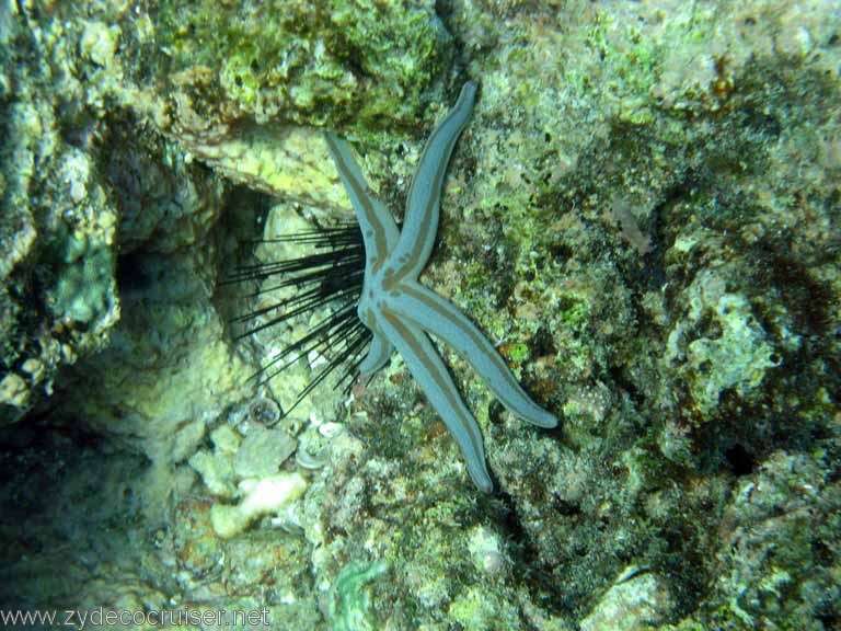 Jungle Cruise, Cabo San Lucas, Snorkeling, Starfish