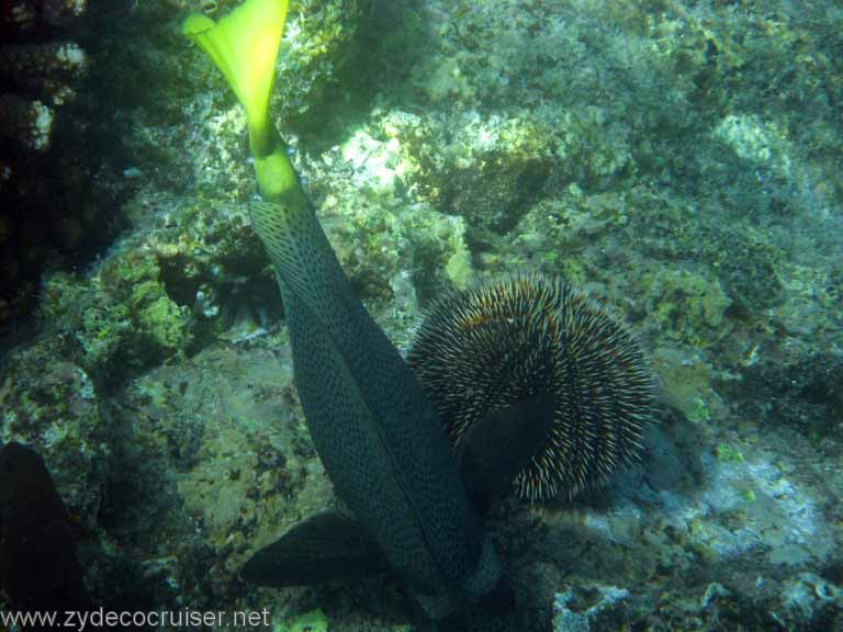 Jungle Cruise, Cabo San Lucas, Snorkeling